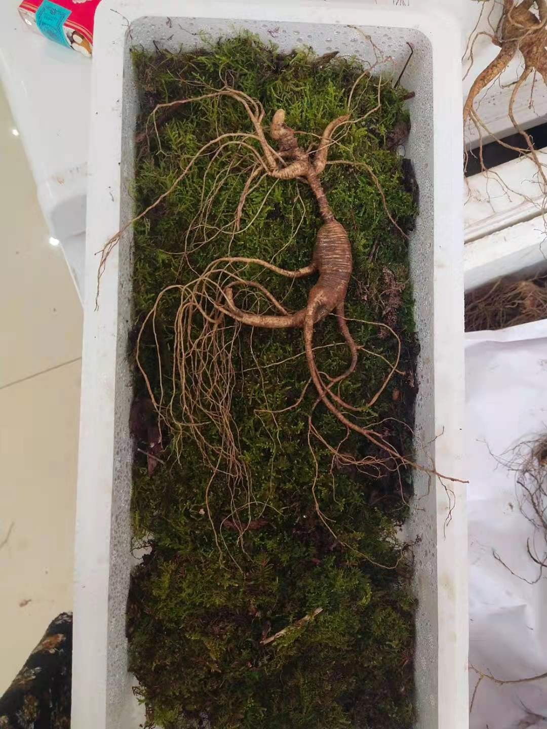 林下参 年头比较长！须毛较好