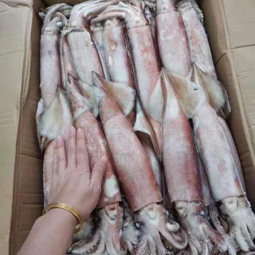 北海枪乌贼 大船冻鱿鱼