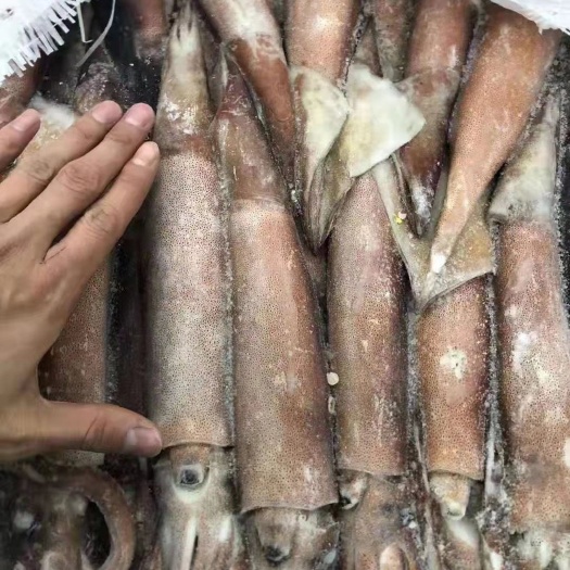 北海枪乌贼  北海冻鱿，鲜鱿鱼批发，一件起批。。。。