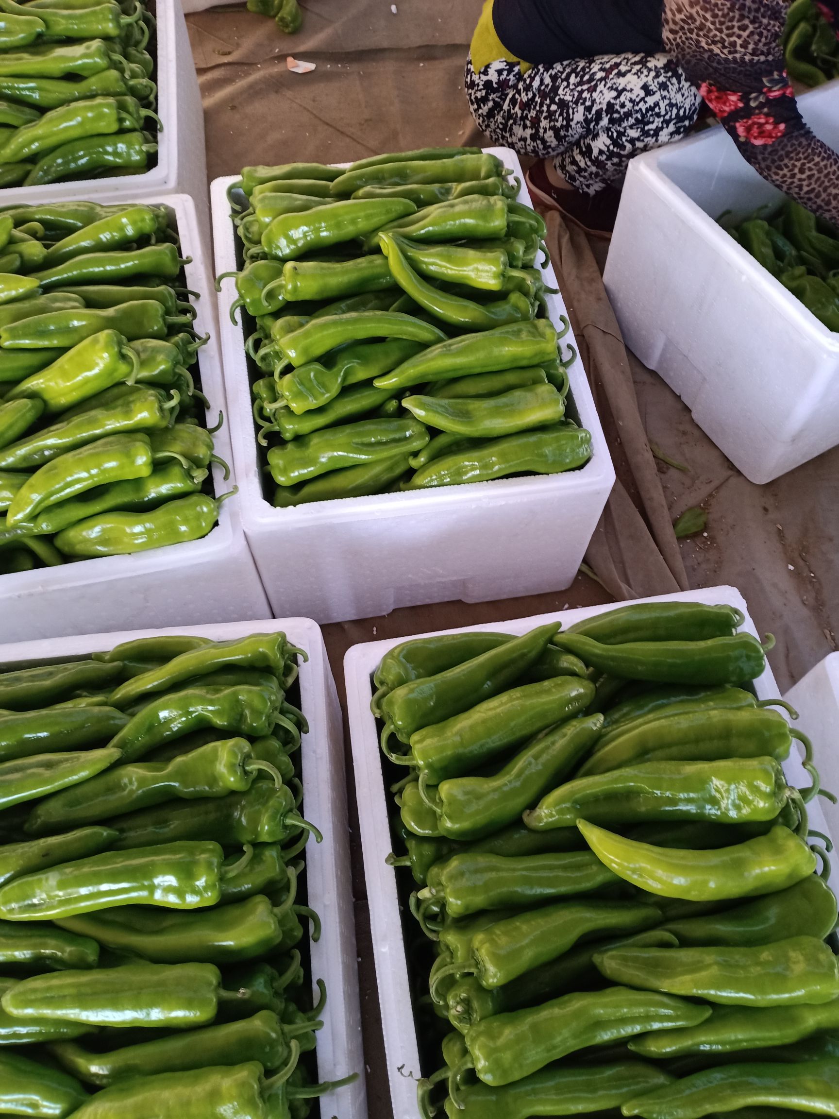 尖椒 山西省朔州市应县 