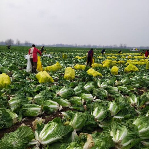 滕州市 冷库青杂三号白菜大量供应酸菜厂  泡菜厂  市场  超市