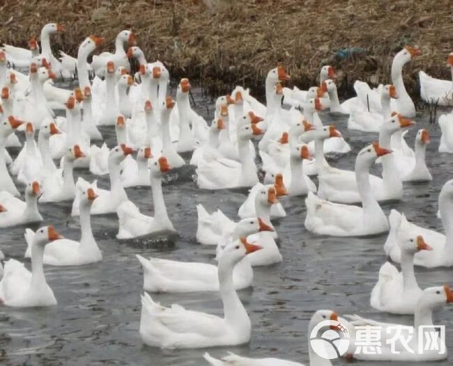 白鹅苗肥 灰鹅苗 三花苗 马岗苗 狮头鹅苗 泰州白 霍尔巴吉