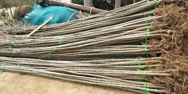 沭阳县无絮杨3804  3804无絮杨，杨树种条出售