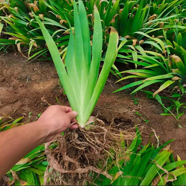 扁竹兰苗  鸾尾苗  绿化工程专用