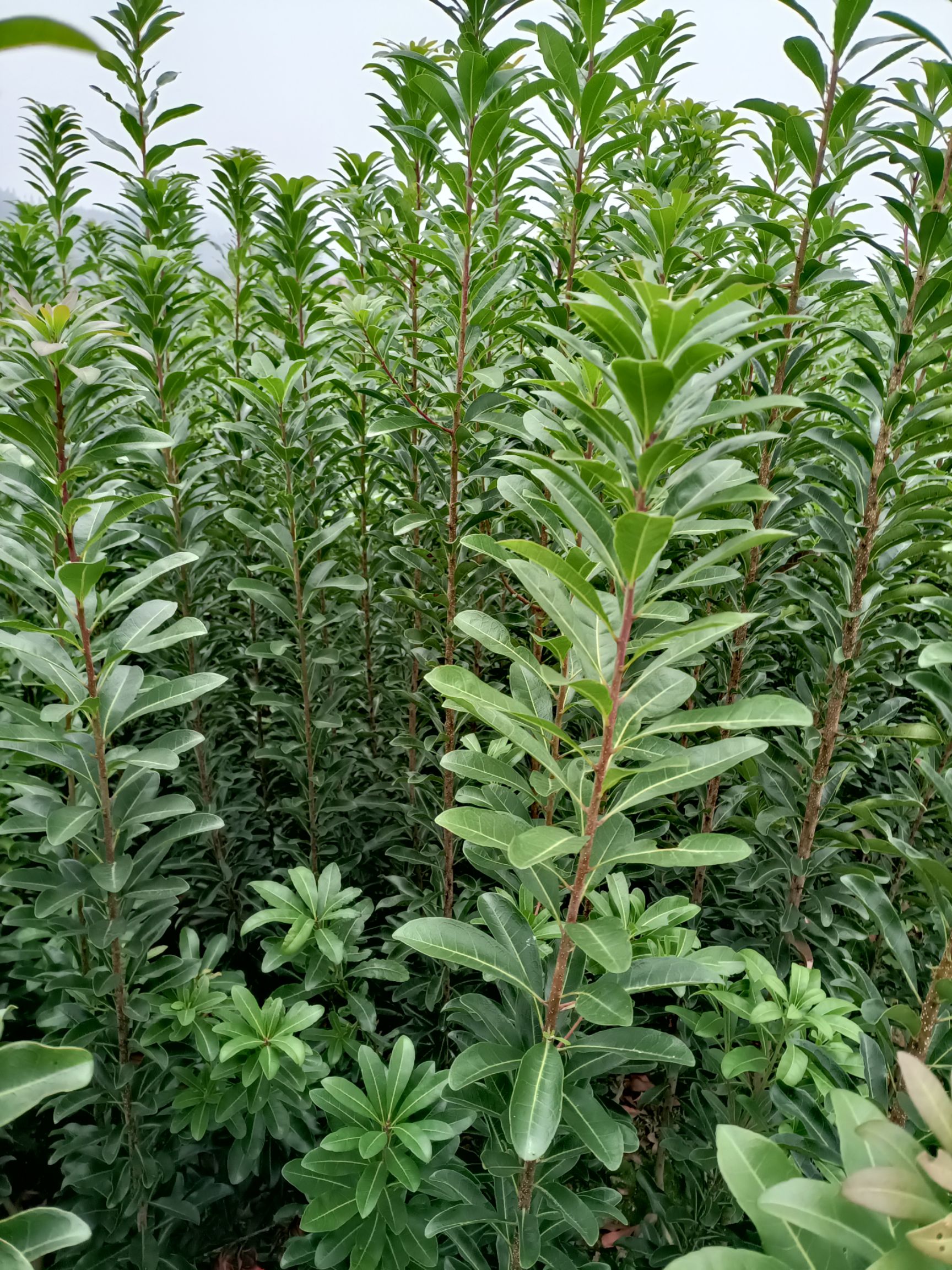 大黑炭杨梅树苗  杨梅树苗，黑炭杨梅