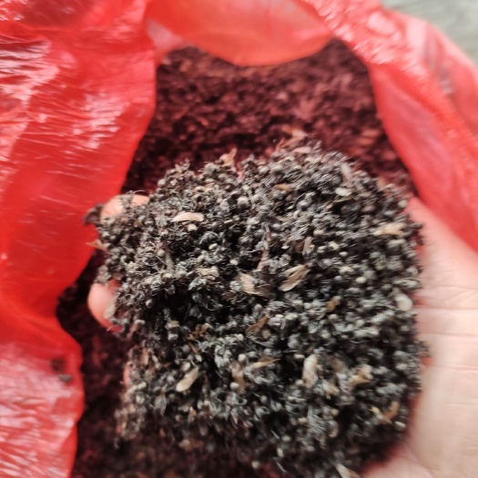 蚂蚁 贵州小蚂义泡洒,可以用袋装,半斤,一斤装装都可以