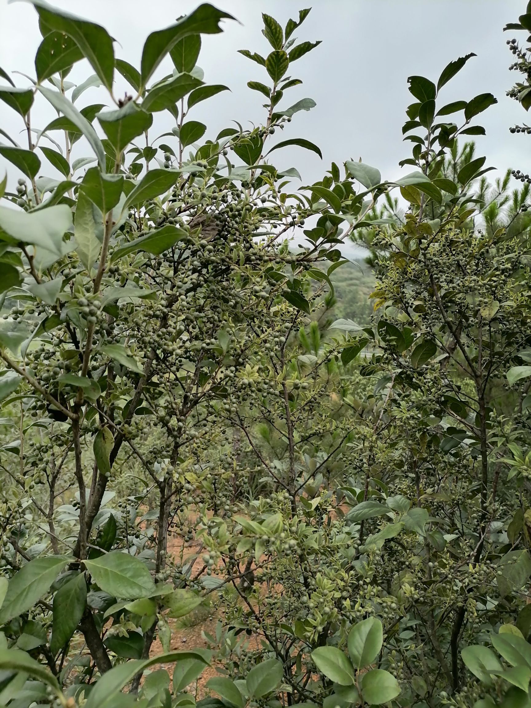 乌饭树砧木  乌米饭叶，南烛树叶，乌米粘木叶
