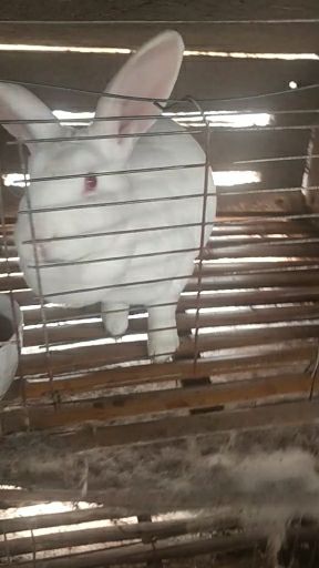 杂交兔  肉兔品种兔，肉兔种苗