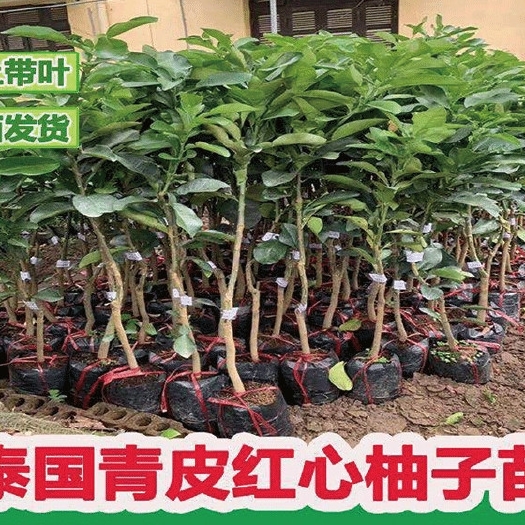 灵山县泰国红宝石柚苗  泰国青柚苗南方北方种植新品种抗旱抗寒青皮柚子果苗可盆栽地栽