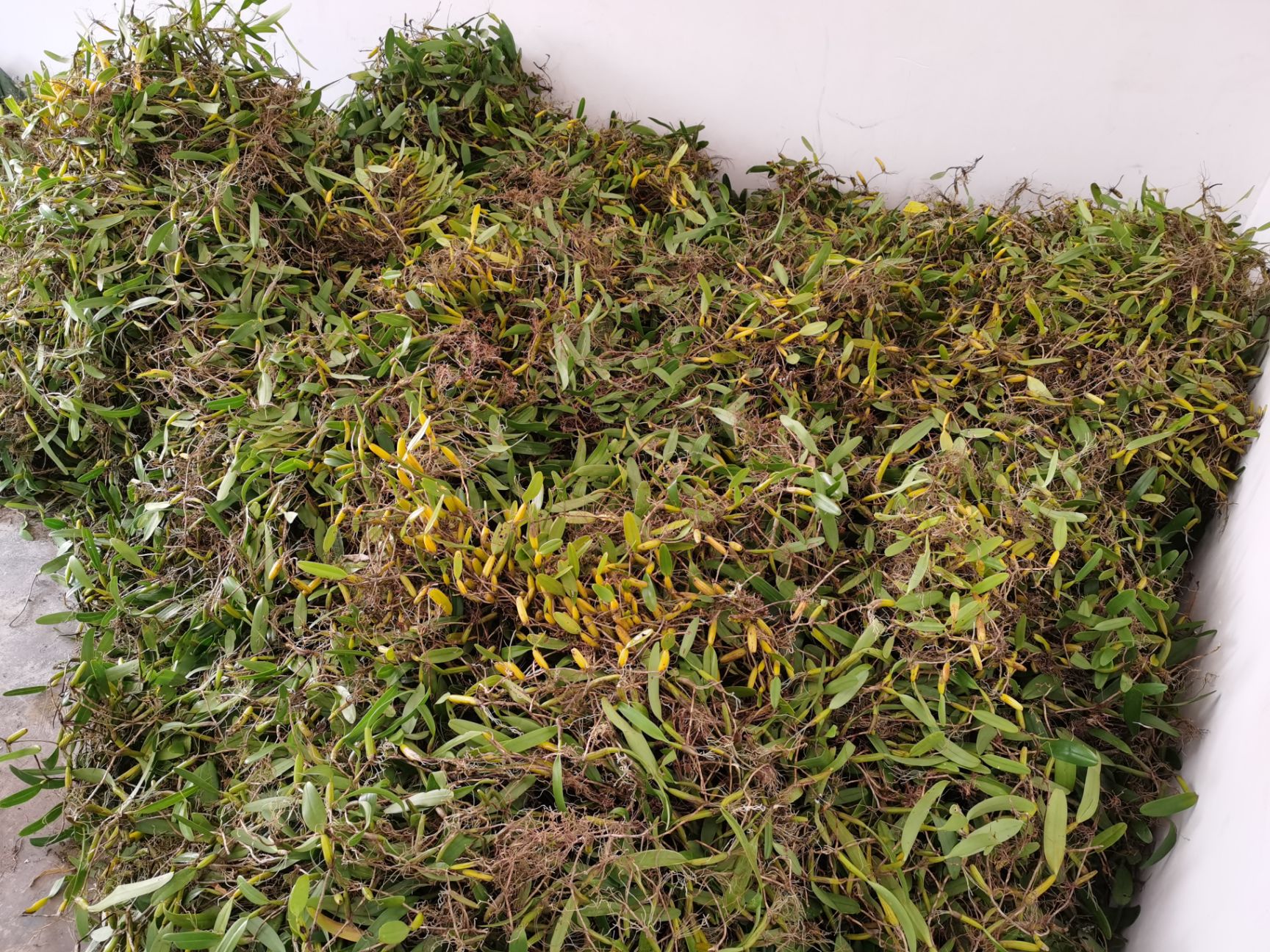 石橄榄中大果  每天发货