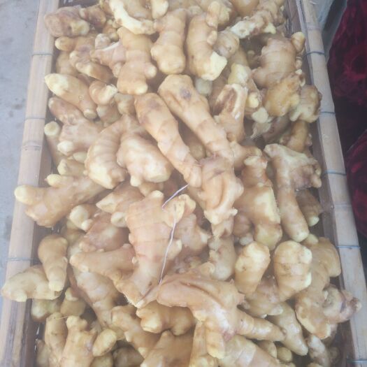 昌邑市生姜 大量提供优质姜巴，价格美丽，欢迎咨询