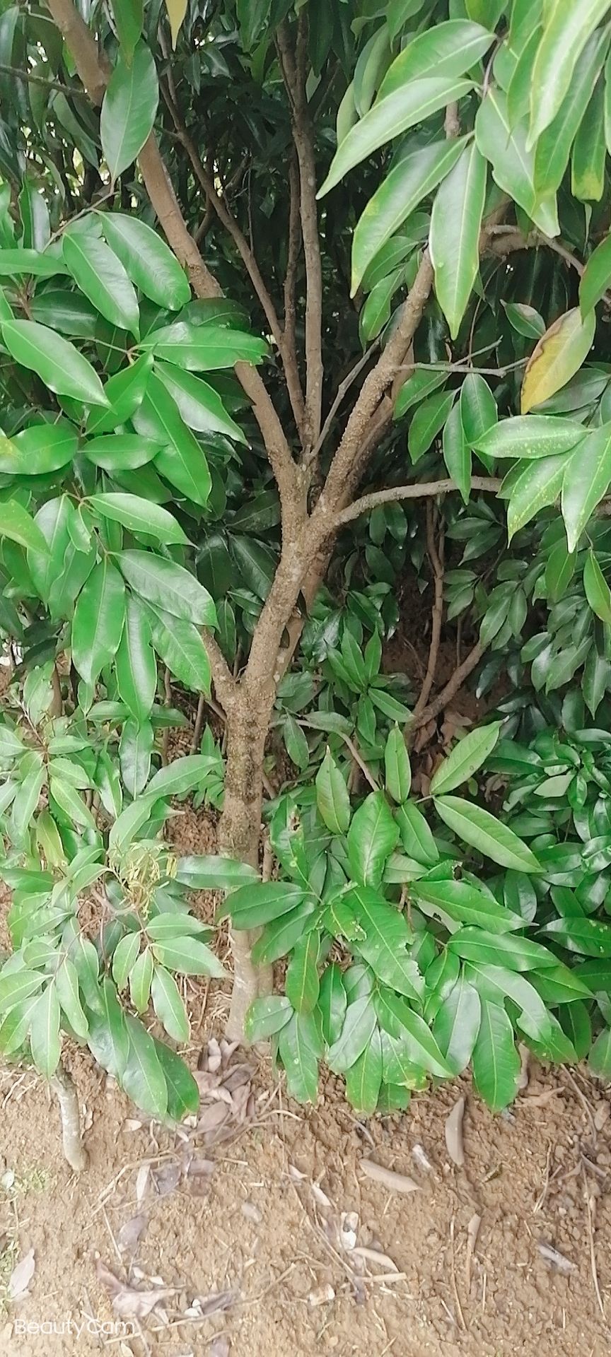 桂味荔枝苗 嫁接苗 容器苗