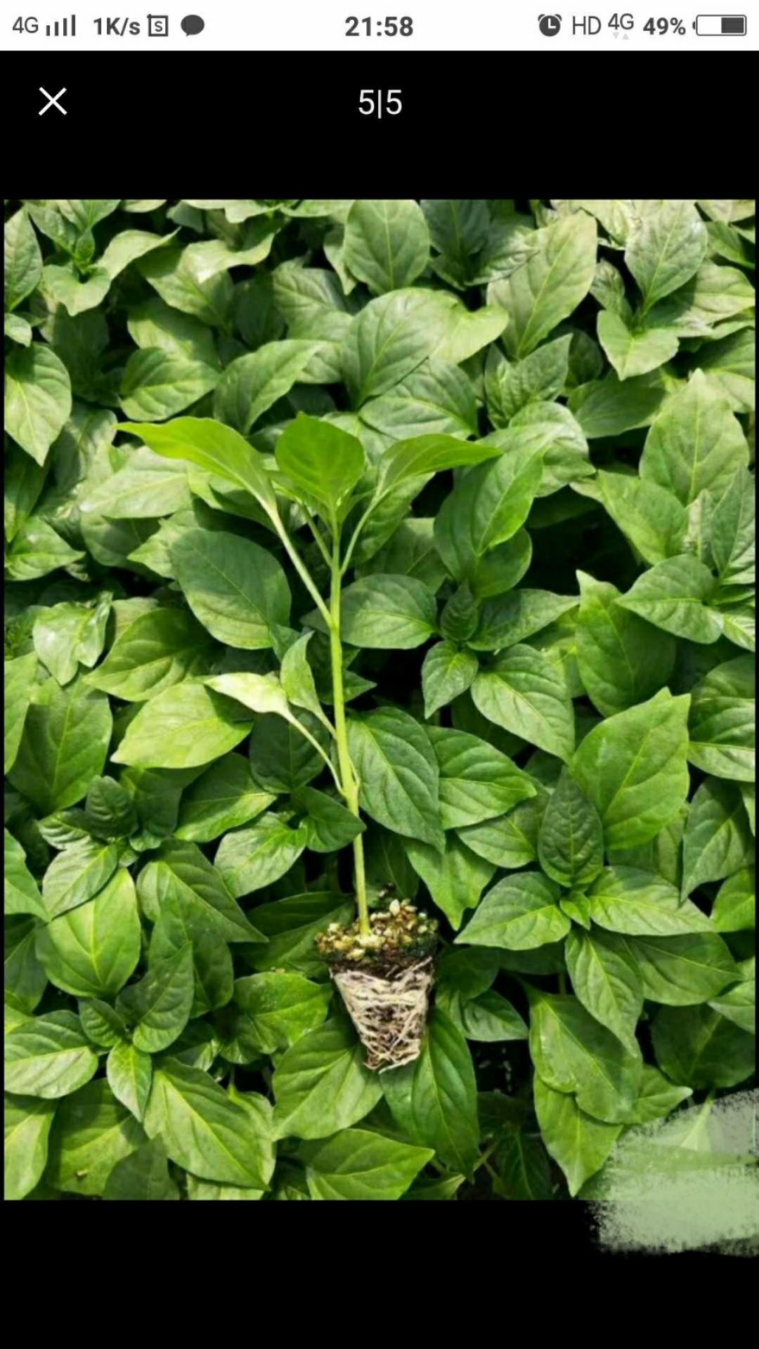 朝天椒苗 20年育苗基地口碑极好品种好，齐全，可提供种子发票(湘研种业