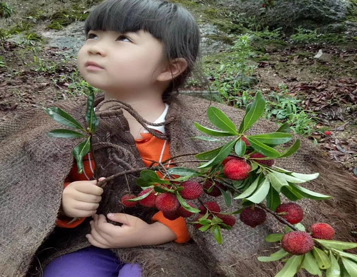 大黑炭杨梅树苗  杨梅树苗正宗嫁接东魁杨梅树苗六月杨梅迟熟早熟带叶带土发货