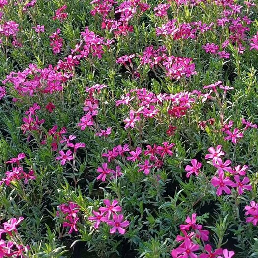 青州市丛生福禄考（芝樱花）