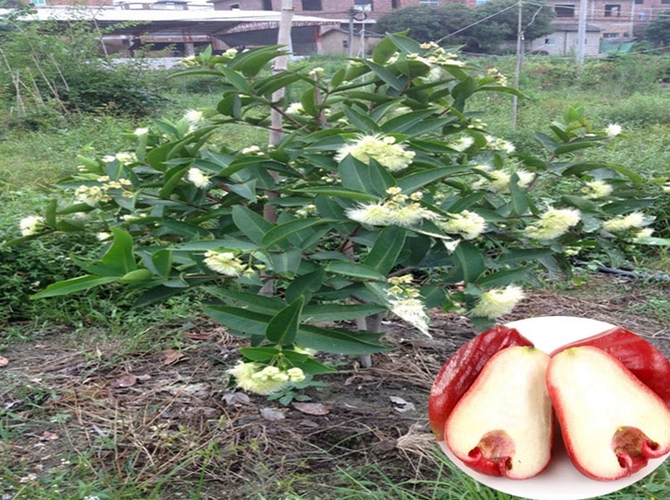 大叶红莲雾苗  大叶红莲雾果苗黑金刚莲雾嫁接树带泥发货盆栽地载庭院种植