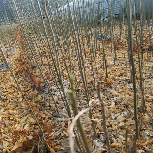 柳城县无患子树  大量无患子  洗手果苗出售，各个规格都有