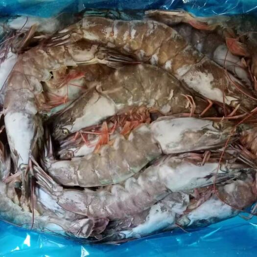 大连中国对虾 渤海湾大海虾