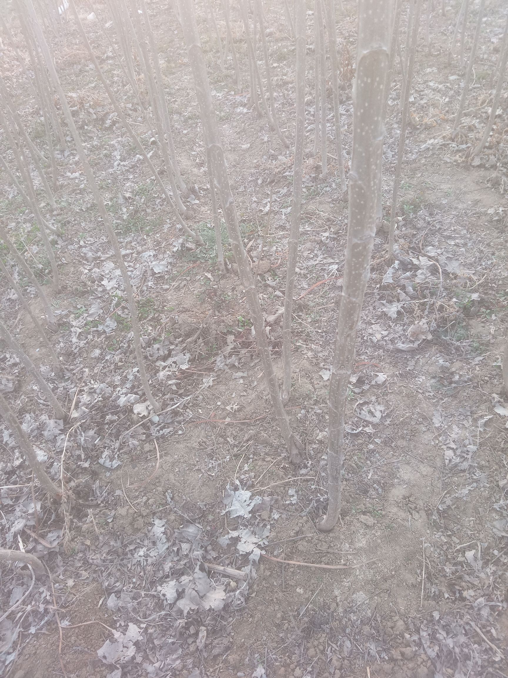 2025杨  无絮杨插段，条母，插条。成品大苗