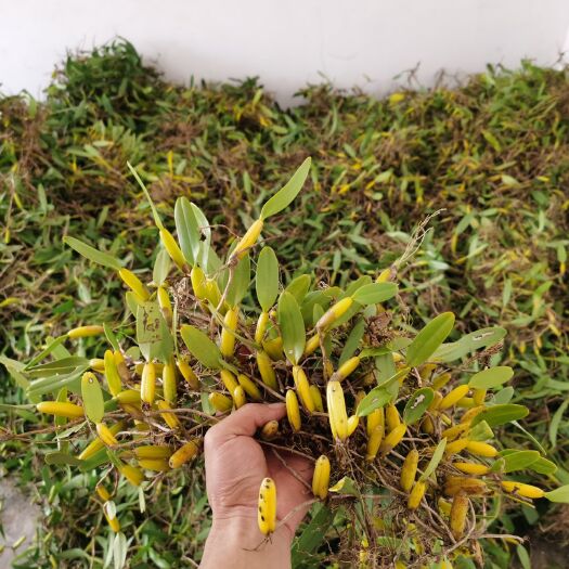 江城县石橄榄中大果  每天发货