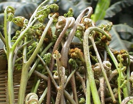 独山县 贵州大山野生蕨菜