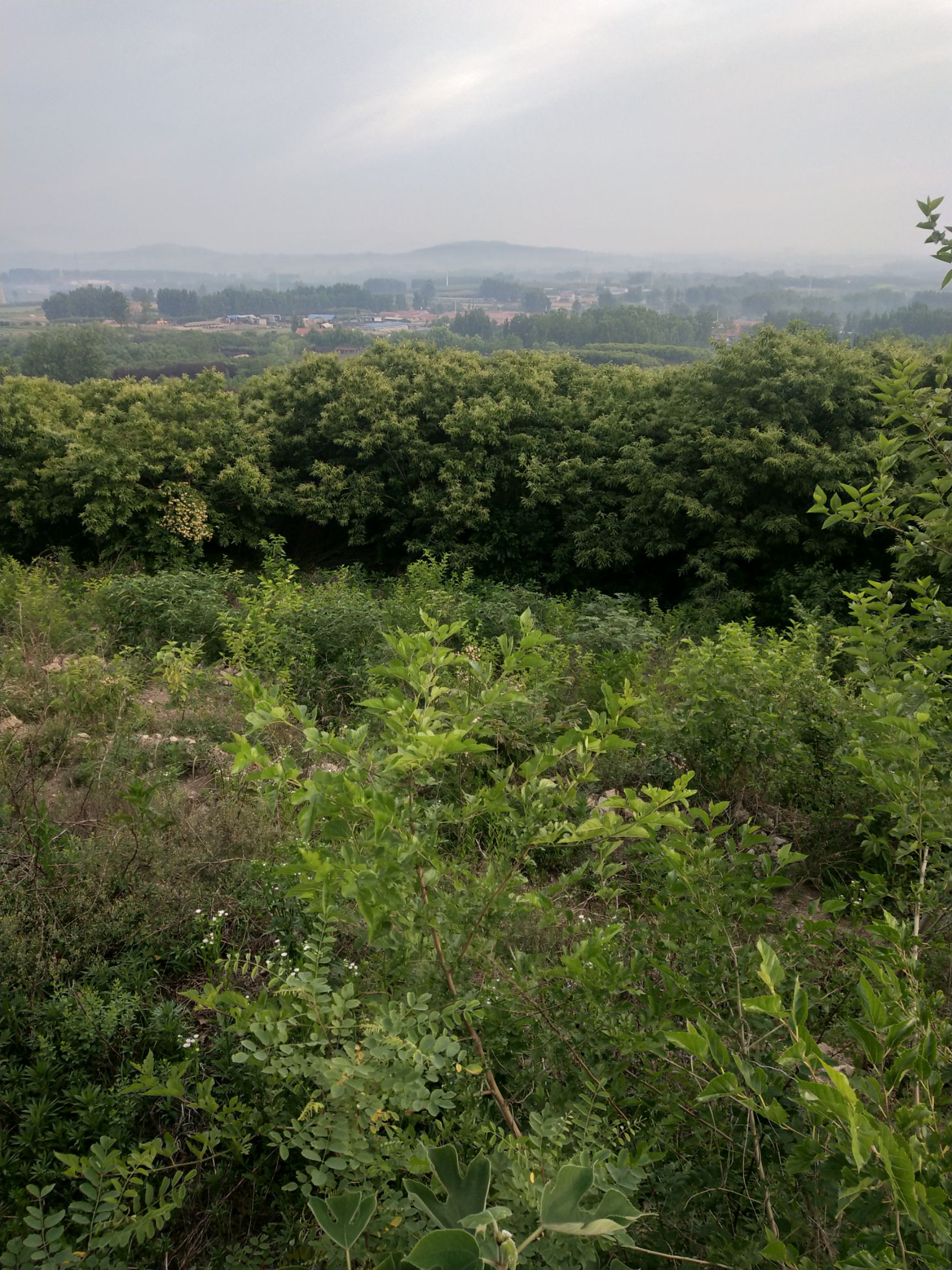 苗圃  果园，基本农田100亩，水电路通，喜欢的欢迎来洽谈，价格面议