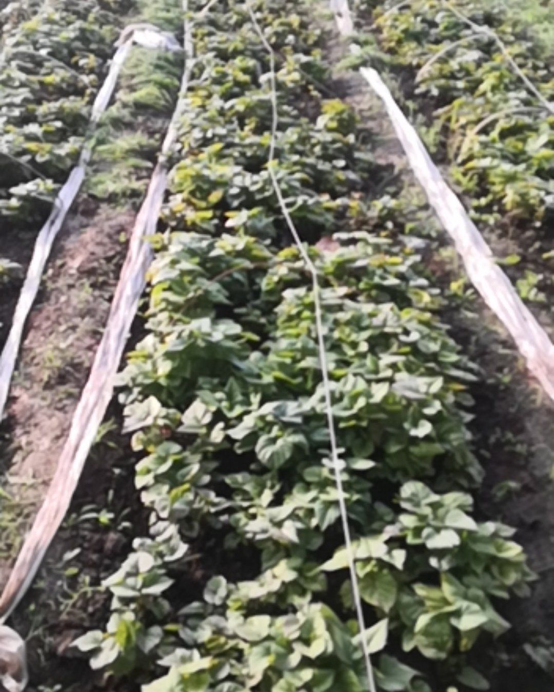 日本高系14号红薯苗  桥头地瓜（高系14），玛莎莉，烟薯，人参薯（非澳洲紫白）种苗