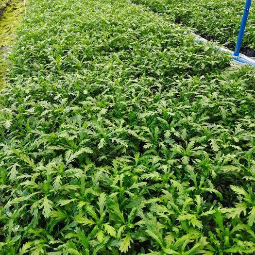 成都木春菊苗 大量批发木春菊小杯 大杯