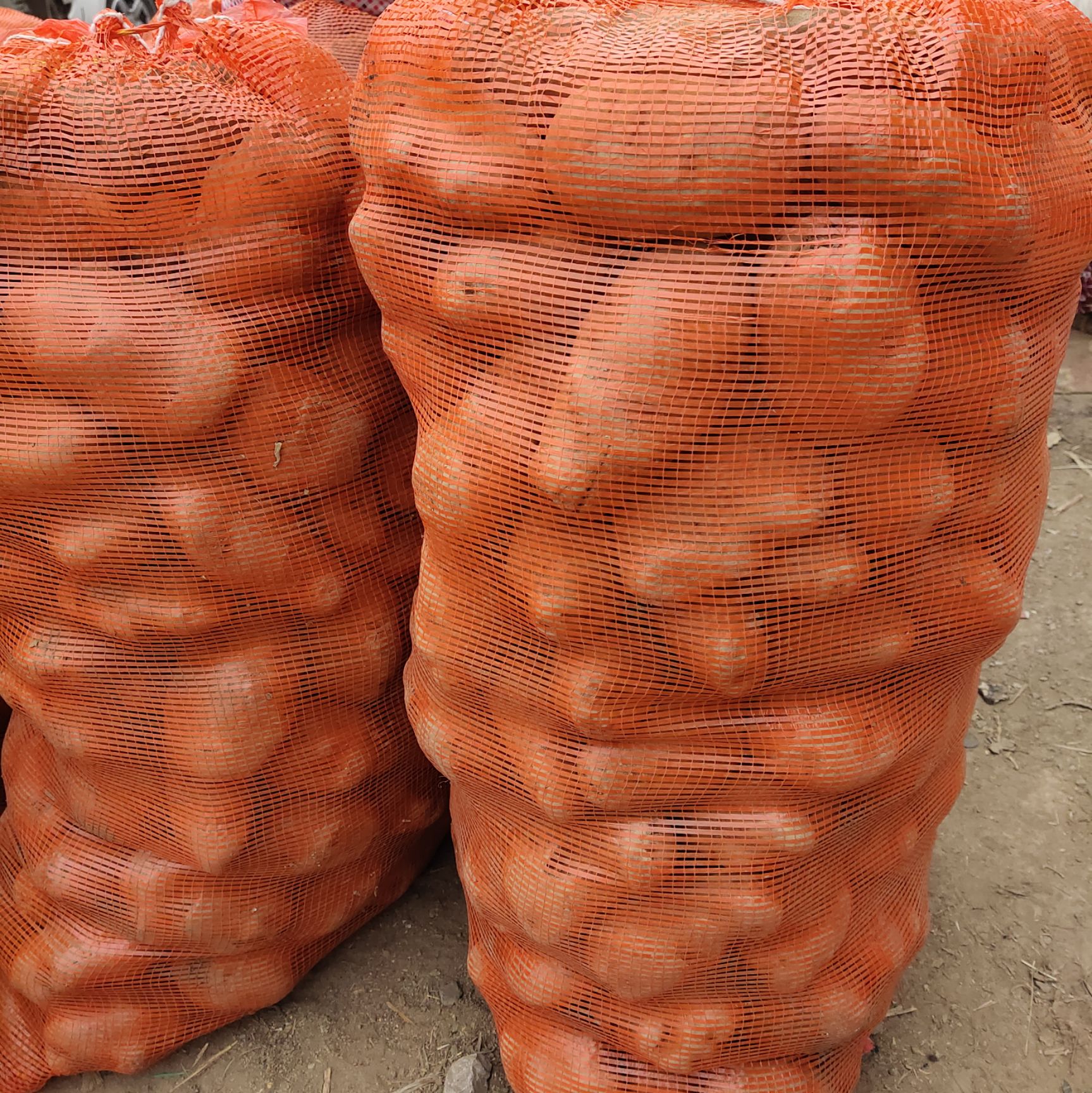 大白花土豆  专业批发正规农家土豆