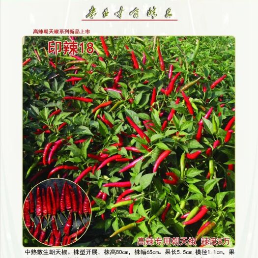富顺县朝天椒种子 高辣朝天椒
