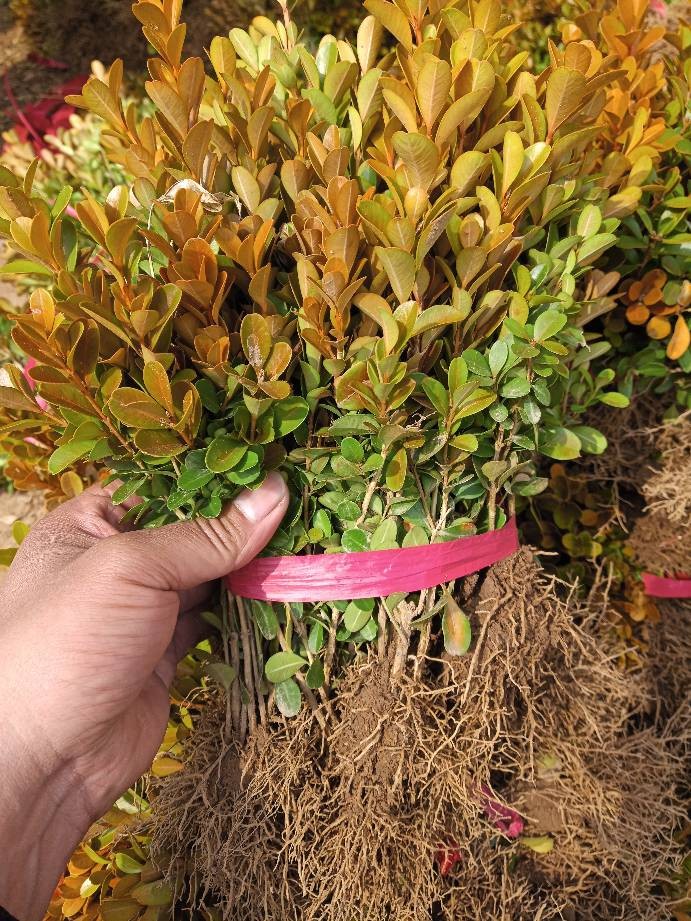 小叶黄杨分栽苗15-20公分高小叶黄杨价格