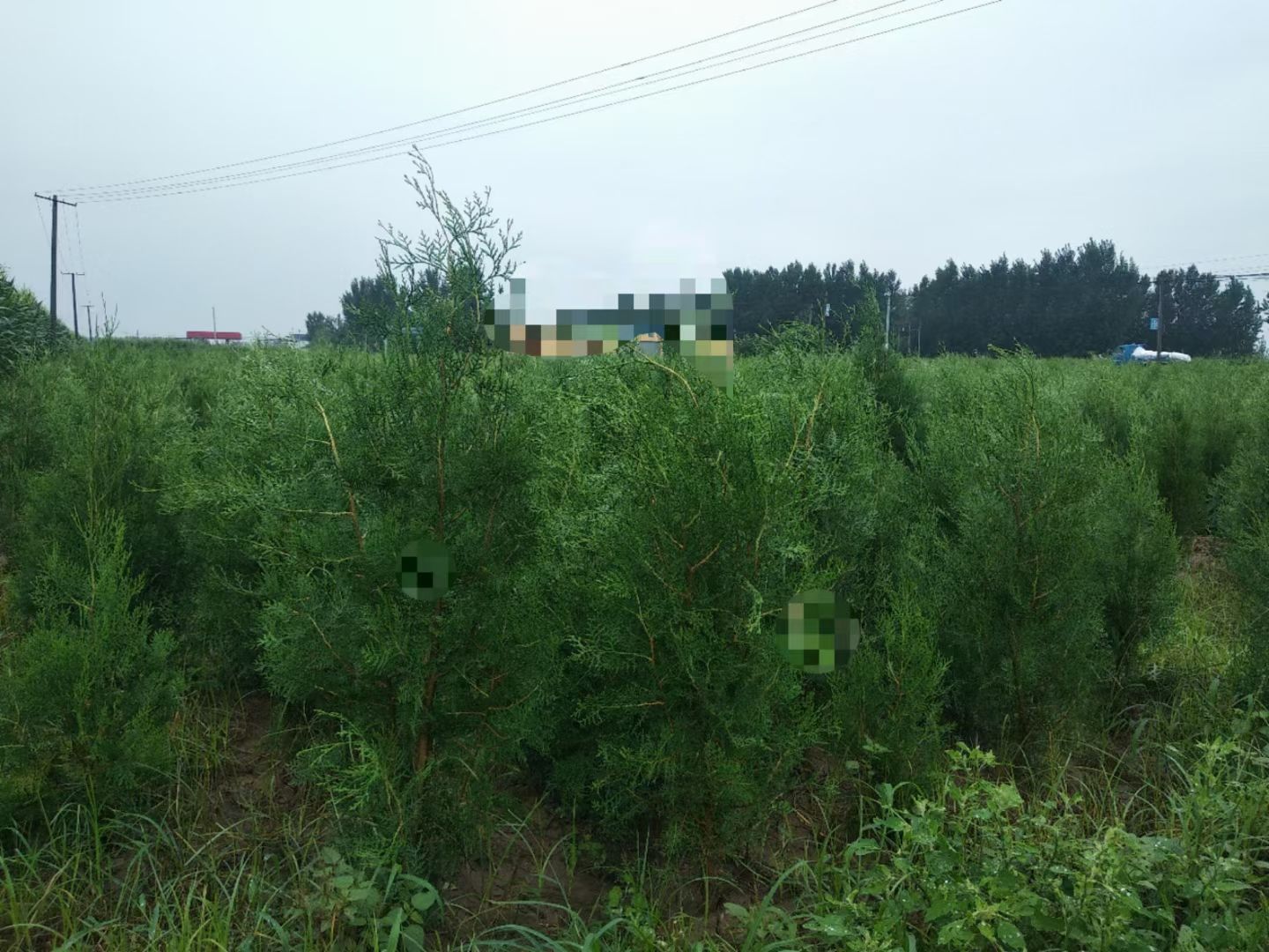 侧柏苗  大量出售1.5----2米侧柏。