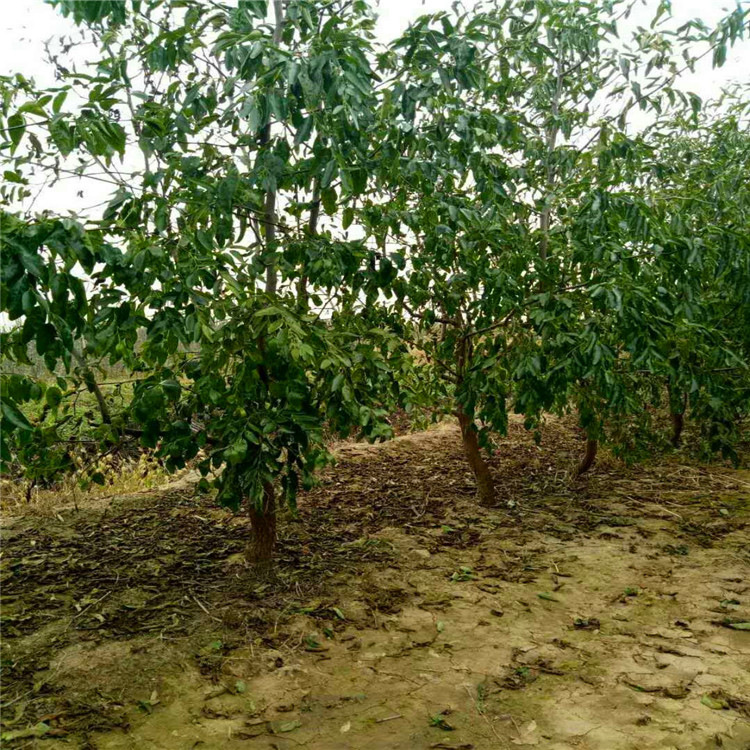 金丝小枣树苗  肉厚核小果皮薄而坚韧营养价值很高