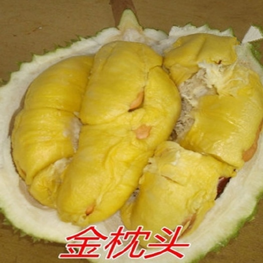 灵山县金枕榴莲苗  专业包邮榴莲蜜苗菠萝蜜苗榴莲蜜树苗泰国金枕头榴莲树苗南方种植