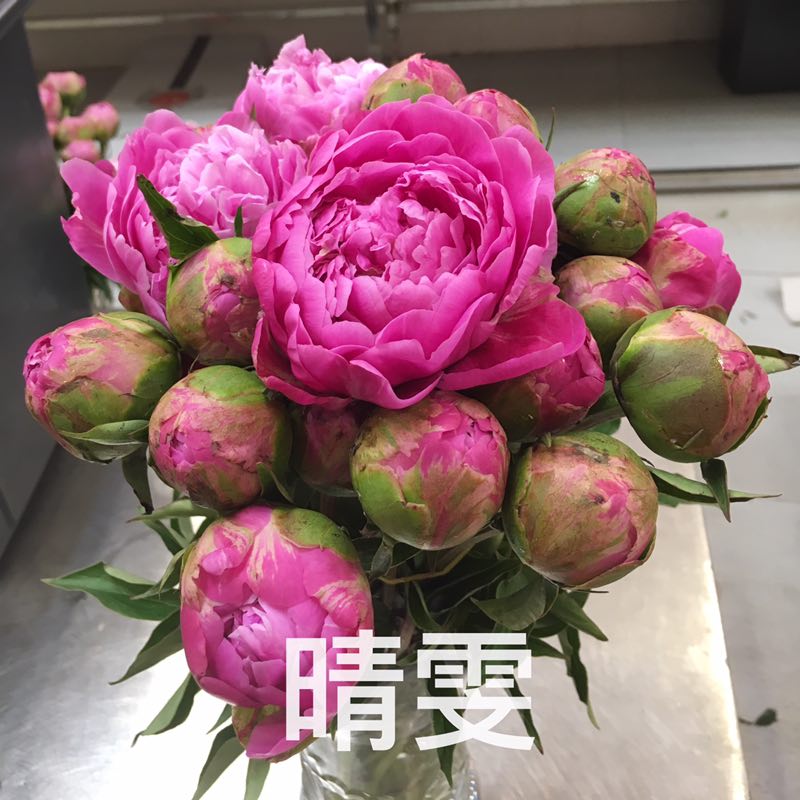 牡丹切花  牡丹芍药鲜切花基地现货供应中下单成功基地直发欢迎