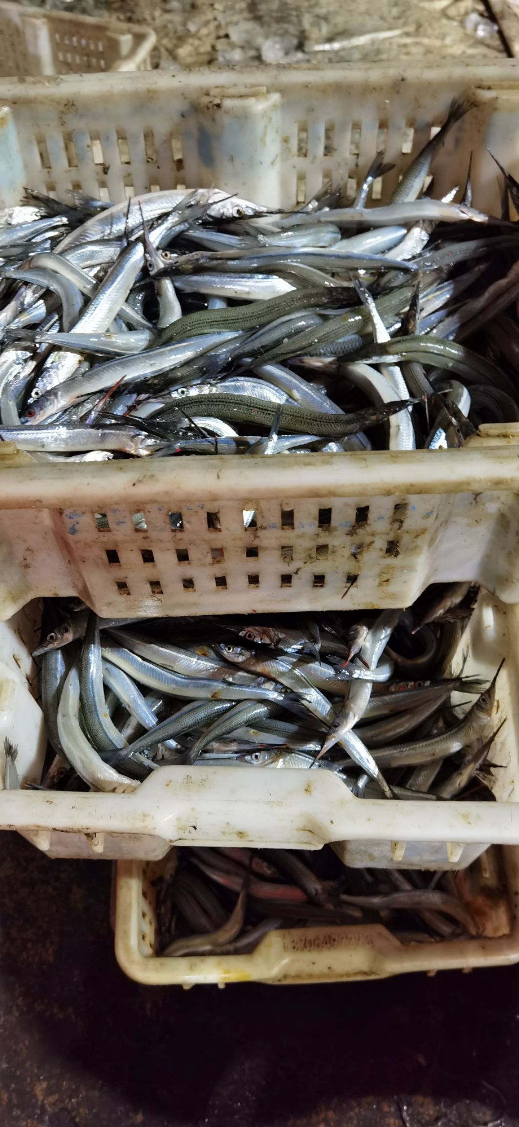 辫子鱼 棒鱼