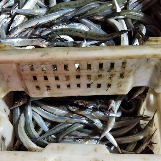 大连辫子鱼 棒鱼