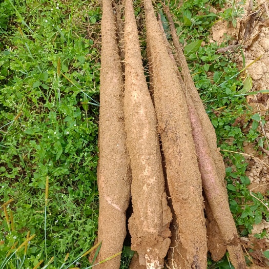 賀州淮山藥 廣西壯族自治區(qū)賀州市八步區(qū) 50~70cm 