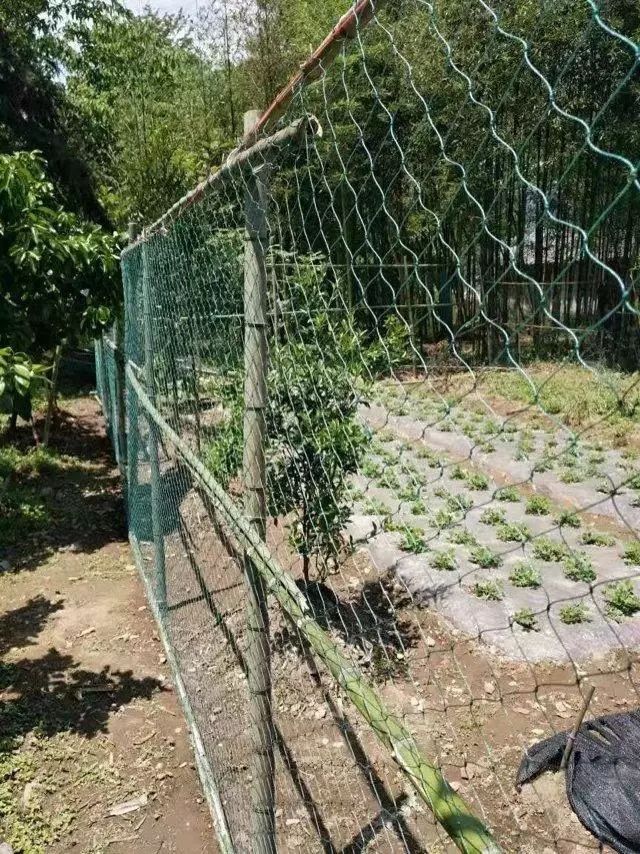 养鸡网山鸡网拦鸡网防鸟网鸡网子拦网家禽网
