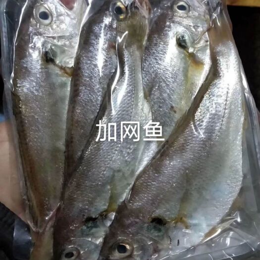 漳浦县白姑鱼 去肚去鱼鳞