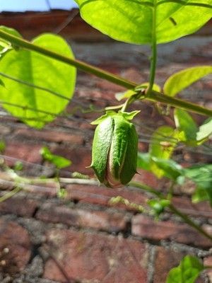 新品种西瓜百香果苗 甜蜜蜜百香果苗 四季可种纯甜不酸耐寒