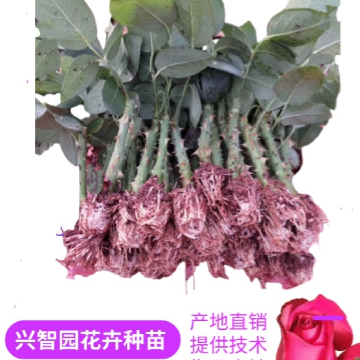 昆明卡罗拉月季  云南玫瑰苗扦插苗卡罗拉鲜切花苗 大花都花四季开