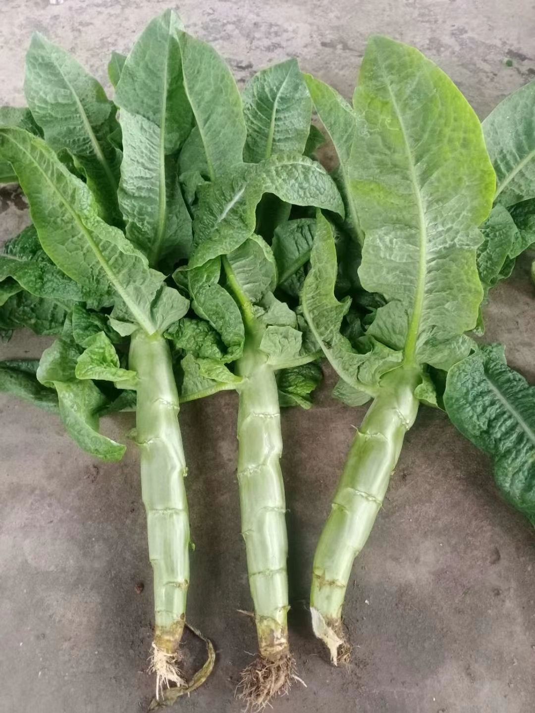 三青莴笋  万亩莴笋农户直供，三月上市欢迎订购