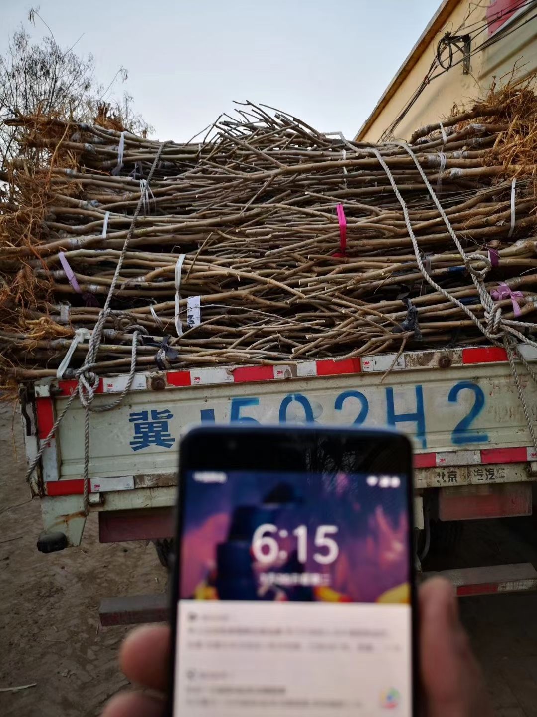 大叶桑苗 实生苗 裸根苗