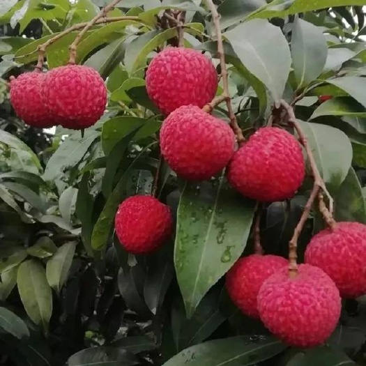 灵山县冰荔苗冰荔树枝条嫁接冰荔枝苗