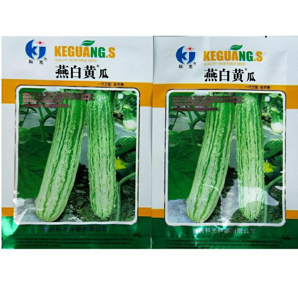 燕白黄瓜种子  极早熟黄瓜种子燕白黄瓜耐寒耐阴越冬早春黄瓜种
