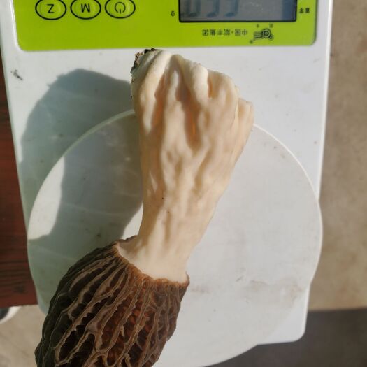 沈丘县羊肚菌鲜品