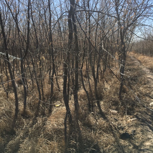 沙枣苗 春季沙枣花飘香赛玫瑰 秋季硕果累累似珍珠