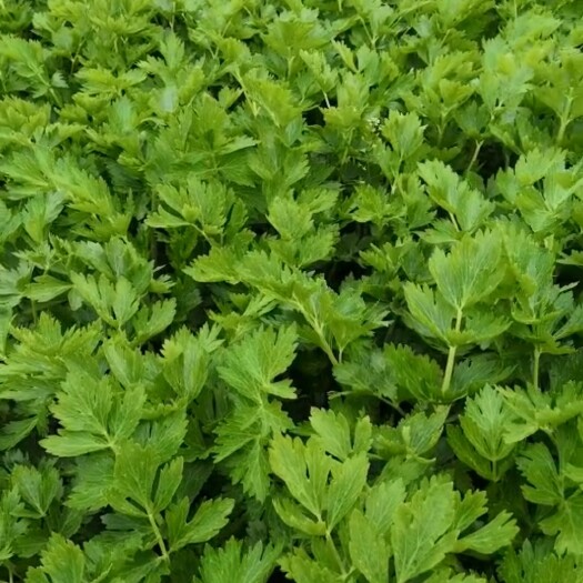 绵阳冬芹 芹菜，实心白芹，还在地里，十日左右能上市，价格好商量