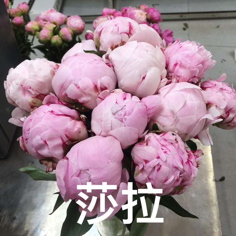 牡丹切花  牡丹芍药鲜切花基地现货供应中下单成功基地直发欢迎